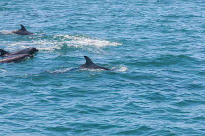 View of fish swimming in sea