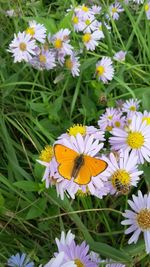 Close-up of butterfly pollinating on flower