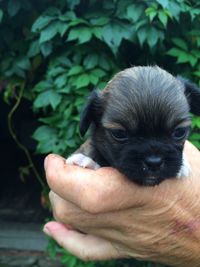 Close-up of puppy