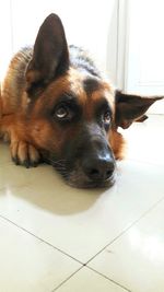 Close-up portrait of dog