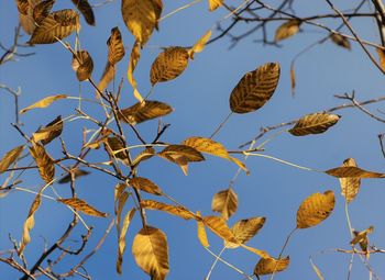 Low angle view of dried leaves on tree against sky