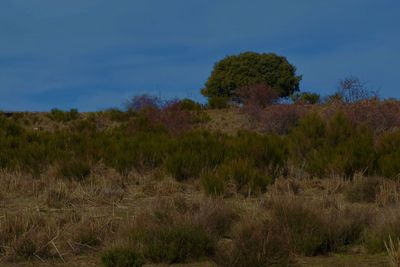 Trees on field against blue sky