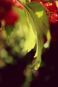 Close up of red flower