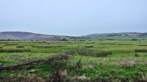 Scenic view of agricultural field against clear sky