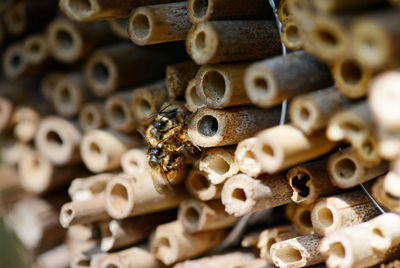 Close-up of bumblebee mating on bamboo