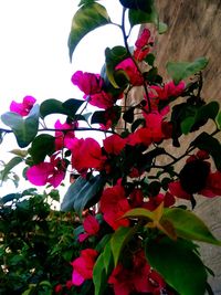 Low angle view of pink flowering plant