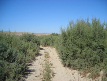 Scenic view of landscape against clear blue sky