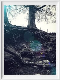 Bare tree in the dark