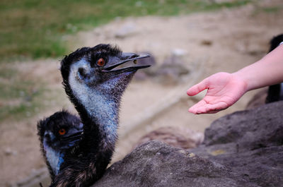 Close-up of bird