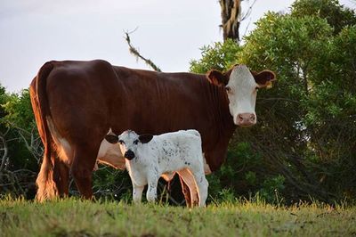 Cows grazing on grassy field