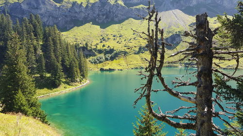 Scenic view of lake in forest