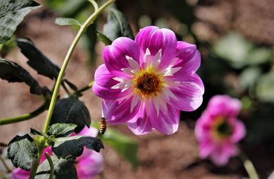 Close-up of pink flowering plant