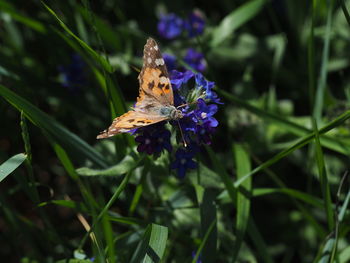 Close-up of butterfly on purple flower