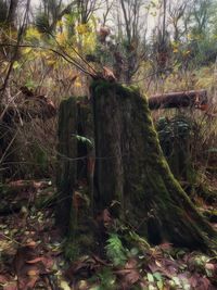 Trees in forest