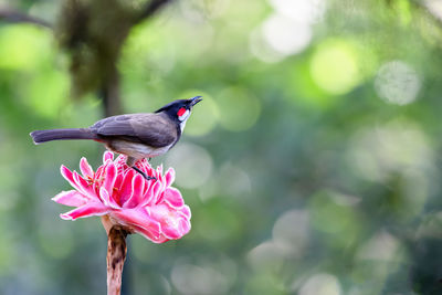 Red whiskered bulbul pycnonotus jocosus perched on beautiful pink flower 