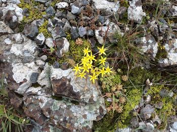 Plants growing on rocks