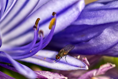 Close-up of insect on purple flower