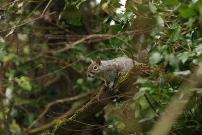 Bird perching on a tree