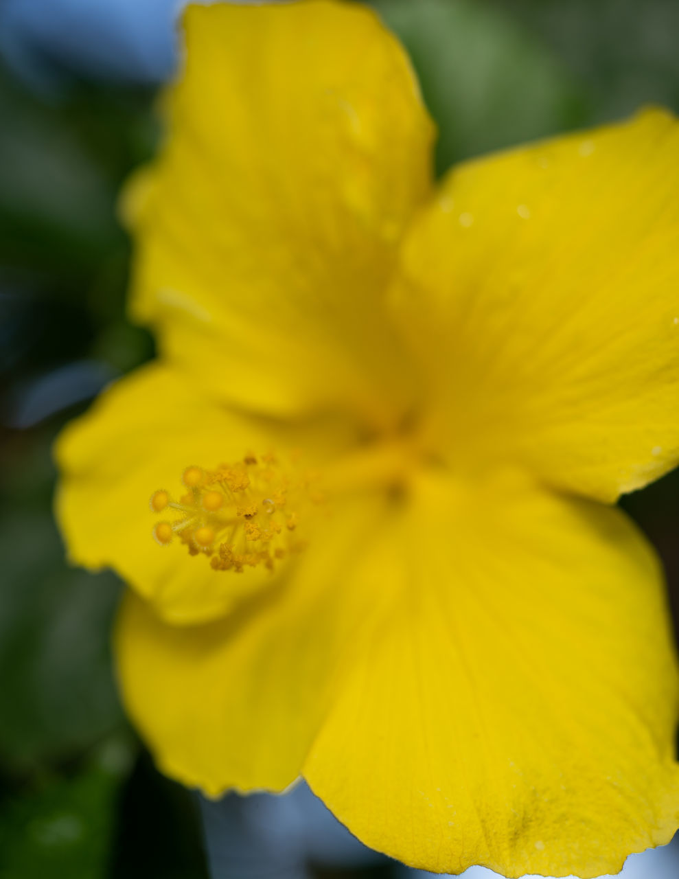 flower, flowering plant, yellow, freshness, plant, close-up, beauty in nature, fragility, flower head, petal, inflorescence, growth, nature, macro photography, vibrant color, blossom, selective focus, no people, focus on foreground, springtime, outdoors, daffodil, macro, day, botany, narcissus, extreme close-up