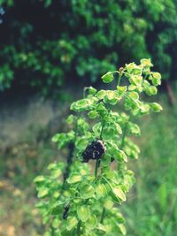 Close-up of insect on plant