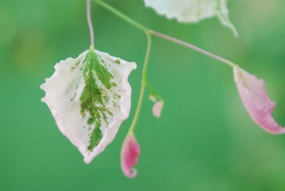 Close-up of white rose on leaf