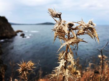 Close-up of wilted plant on beach against sky