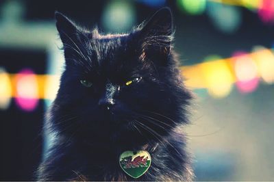 Close-up portrait of cat