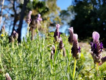 Close-up of purple flowering plants on field