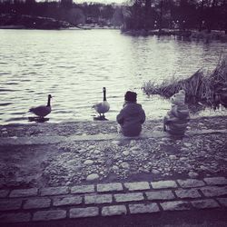 Birds perching on swimming in water