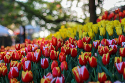 Close-up of tulips in market