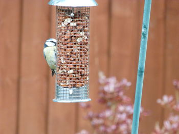 Close-up of bird perching on feeder