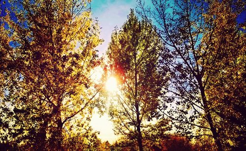 Low angle view of trees against sky