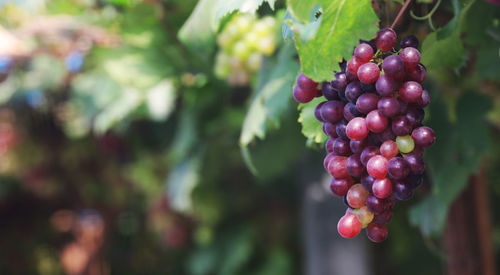 Close-up of grapes growing on plant