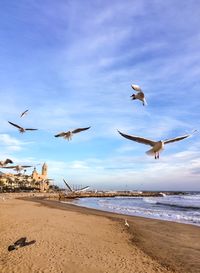 Seagulls flying over sea