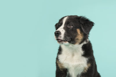 Close-up of dog looking away against blue background