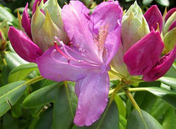 Close-up of pink flowers