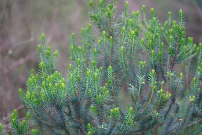 Close-up of pine tree