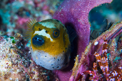 Close-up of fish in sea