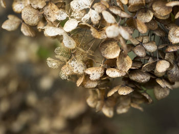 Close-up of wilted hydrangea flowers