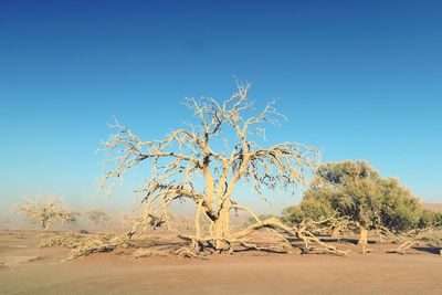 Bare tree against clear sky