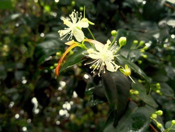 Close-up of flowers