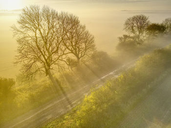 Trees on field against sky during foggy weather