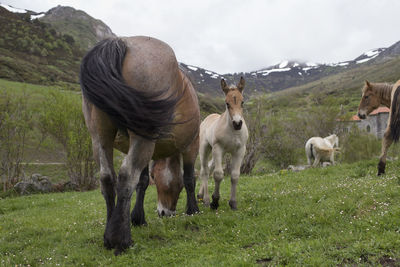 Horses in a field