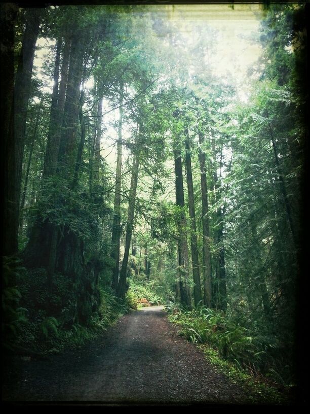 Arcata Community Forest