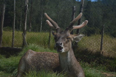 Deer in a field