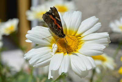 Close-up of butterfly pollinating on flower