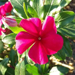 Close-up of red flower blooming outdoors