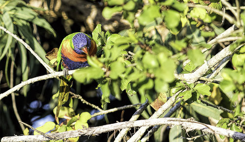 Close-up of bird perching on branch