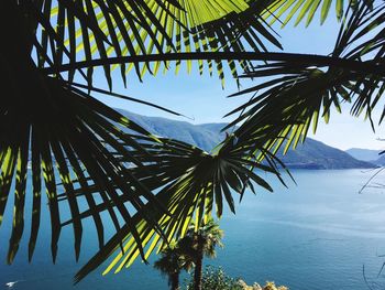 Palm tree by swimming pool against sky