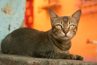 Portrait of cat sitting outdoors